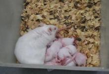 为什么小白鼠是最适合做科学实验的动物呢？