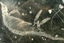 2.5亿年前称霸海洋的鱼龙是怎么灭绝的