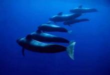 海洋中最厉害的动物虎鲸和领航鲸哪个更强呢