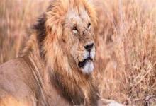 14头狮子南非出逃 由于动物食物来源相对匮乏